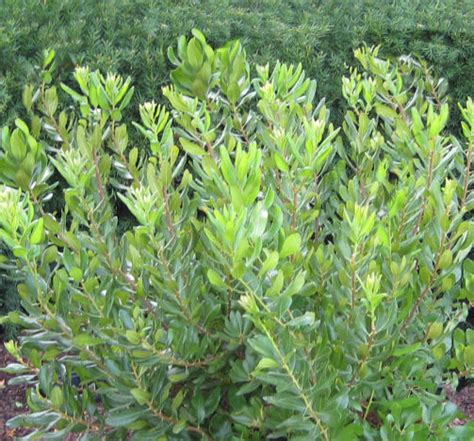 Northern Bayberry Natorps Online Plant Store