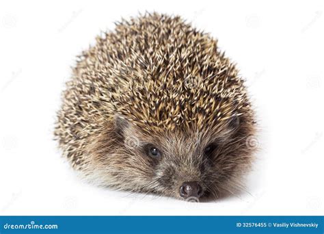 Erinaceus Europaeus Western European Hedgehog Stock Image Image Of