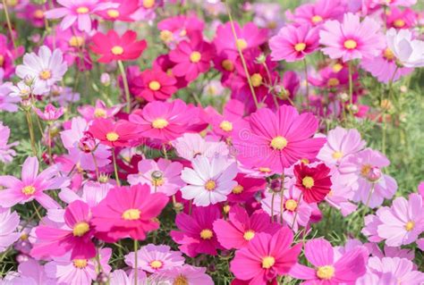 Beautiful Pink Cosmos Flower In Garden Stock Photo Image Of Green
