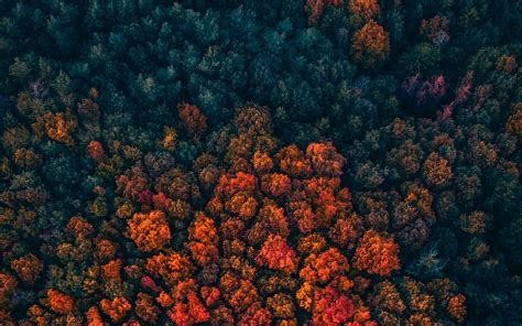 Download Wallpaper 1680x1050 Forest Trees Aerial View Autumn Autumn