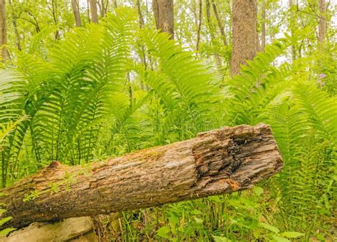 Northern Hardwood Forest Scene Of Ferns And Fallen Tree Trunk In Spring