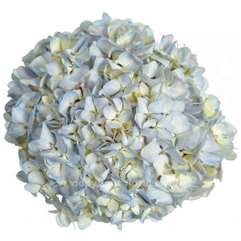 We did not find results for: Hydrangea Natural Light Blue - Pick-up Flower Catalog