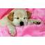 Adorable Sleeping Puppy HD Desktop Wallpaper  Widescreen High