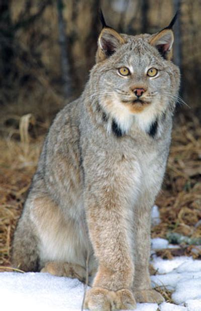 Canada Lynx Lynx Canadensis Mammals Profile Abmi Species Profile