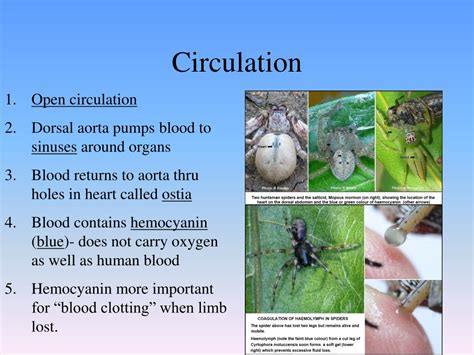 Ppt Are Arthropods Good Or Bad Provide 4 Pieces Of Specific Evidence