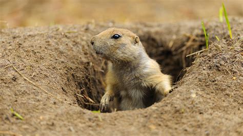 Prairie Dog May Be Losing A Long Battle To Survive Abc News