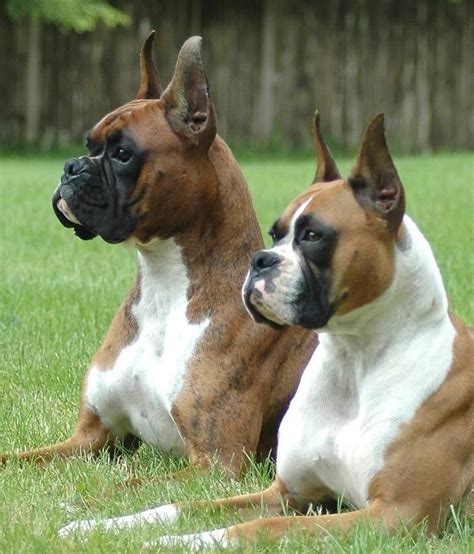 Немецкий боксер собака среднего размера, у них крепкое и мускулистое тело. Very nice photo | Щенки бульдога, Боксер собака, Щенки