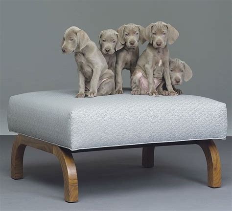Pin By Karine Grigoryan On Animal Designer Dog Beds Dog Bed