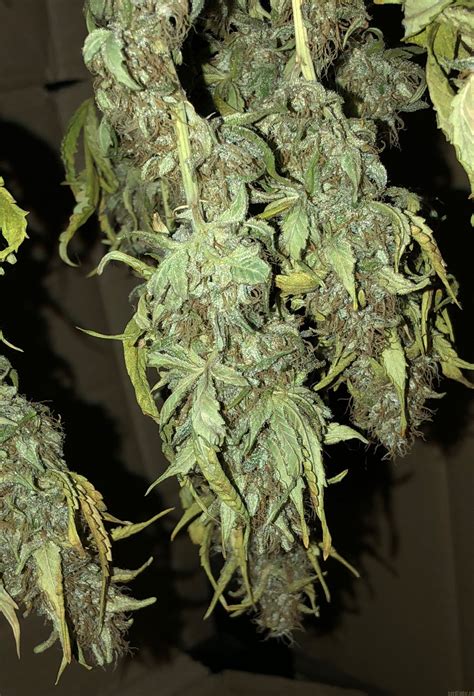 Coming from the cookies family in california, gelato #41 is a cross of sunset sherbert and thin mint cookies that is high in thc and offers a heavy, relaxing body high without. Blue Gelato 41 (Barneys Farm) :: Galería de Cannabis ...