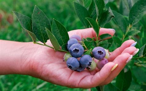 premium photo a woman s hand collects blueberries from a bush blueberry cluster on bush