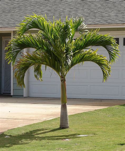 Christmas Palm Tree Palm Tree Pictures Florida Landscaping Small