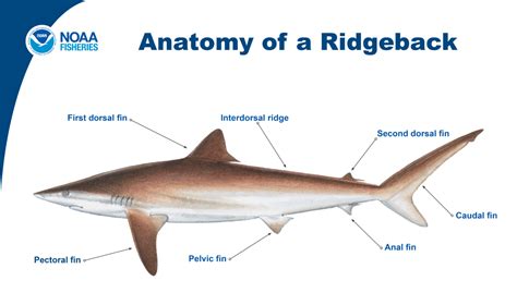 Identifying Ridgeback Sharks Noaa Fisheries