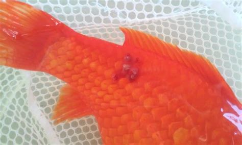 Top Most Common Goldfish Diseases How To Fix Them Fish Vet