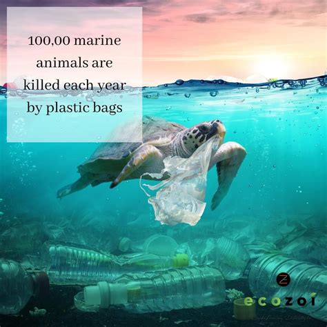 Our marine life is suffering from years of plastic pollution. Up to 12.