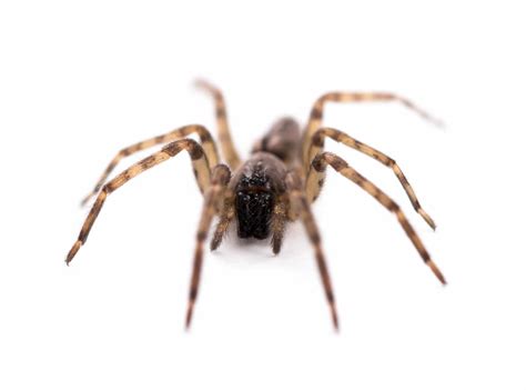 Then the third swarm and 2nd spider comes out and i rinse and repeat. What To Do About House Spiders! | Environmental Pest ...