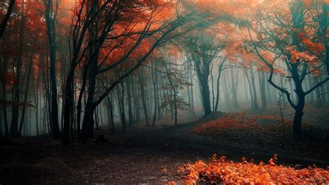 Landscape Nature Tree Forest Woods Autumn Wallpapers Hd Desktop