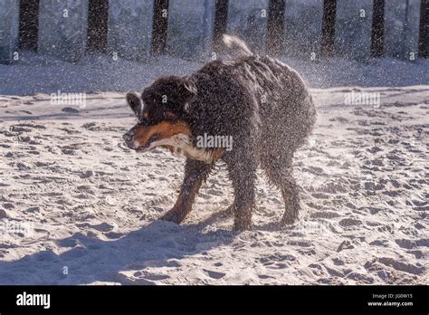 Bernese Mountain Dog Playing At Sunny Sea Beach Sand Stock Photo Alamy