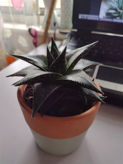 I Recently Got This Succulent From Asda And It Was Labelled As