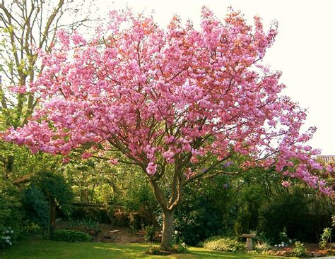 Nanaseaside My Flowering Cherry Tree