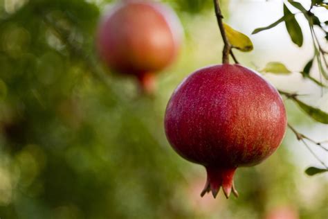 Make The Most Of Pomegranate Season