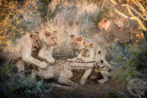 Ferocious Lion Hunting Down Newborn Giraffes In The Wild Brutally