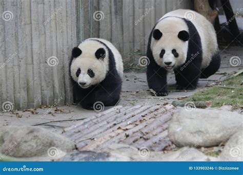 Mother Panda Bear And Cute Cubs Playing Together Giant Panda Breeding