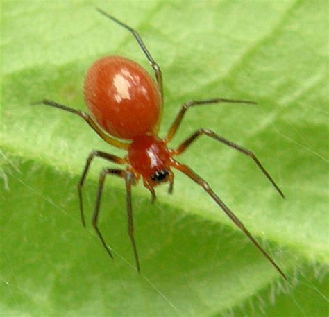 Top 92 Pictures The Tiniest Spider In The World Stunning 10 2023