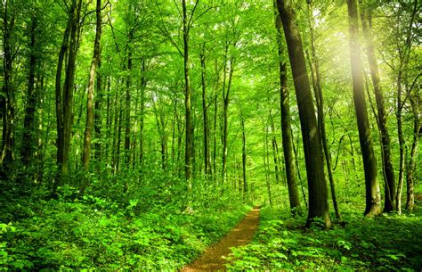 Understanding The Deciduous Forest Biome And Its Importance Science