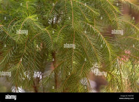 Melaleuca Alternifolia Tree Stock Photo Alamy