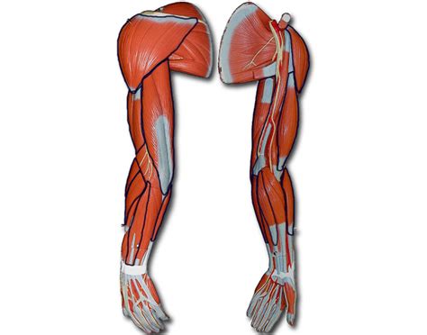The Arm Muscles Quiz