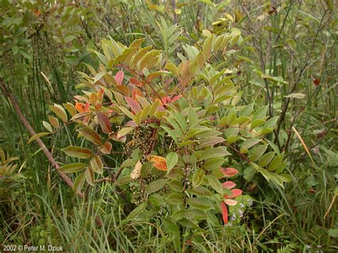 Toxicodendron Vernix Poison Sumac Minnesota Wildflowers