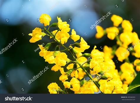 684 The National Flower Of Myanmar Images Stock Photos And Vectors