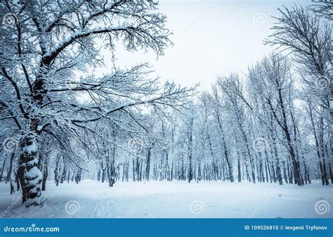 Beautiful Winter Landscape Background With Snow Covered Trees And Ice