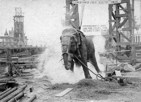 Elephant Execution In The 19th And 20th Centuries Amusing Planet