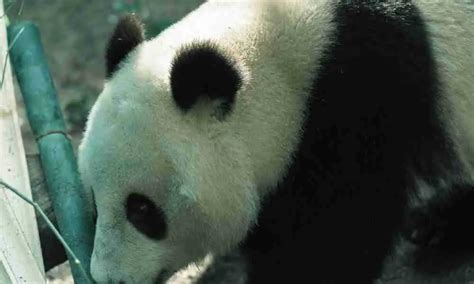 What Are The Giant Pandas Ancestors Mystery Solved