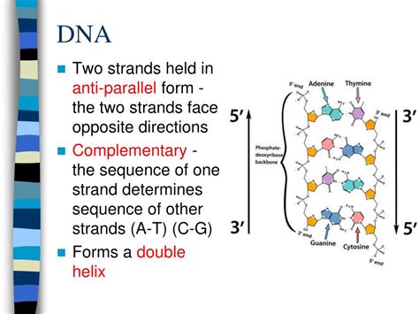 An atom or group that donates electron density to neighboring usually electron donating groups will make a base more basic and an acid. PPT - 3.3 DNA Structure PowerPoint Presentation, free ...