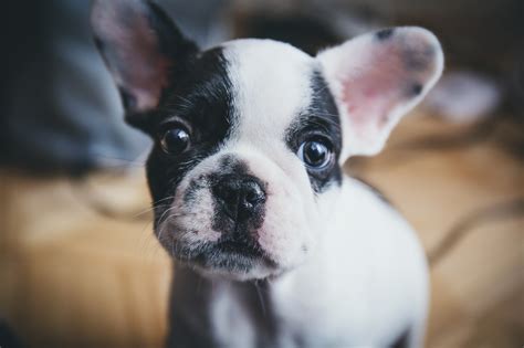 French Bulldog Puppy Portrait Free Stock Photo Public Domain Pictures
