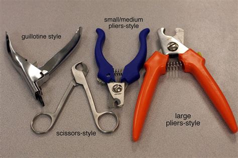 How often to clip their nails? How to Trim Your Dog's Nails