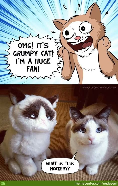 Pin By Yumi On Grumpy Cat Funny Cat Memes Grumpy Cat Funny 