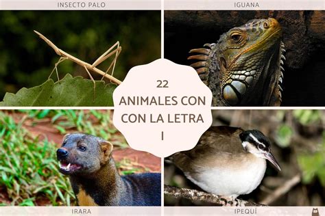 Top 115 Imagenes De Animales Que Empiecen Con La Letra N