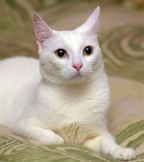 Shorthair White Cat Portrait Stock Photo Image Of Kurzhaar European