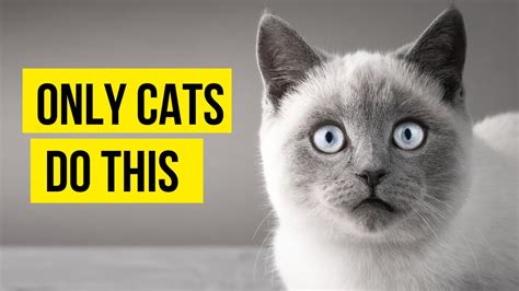 Weird Cat Behaviors Explained Youtube