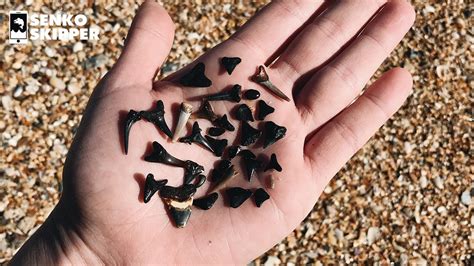 how to find shark teeth fossils at the beach youtube