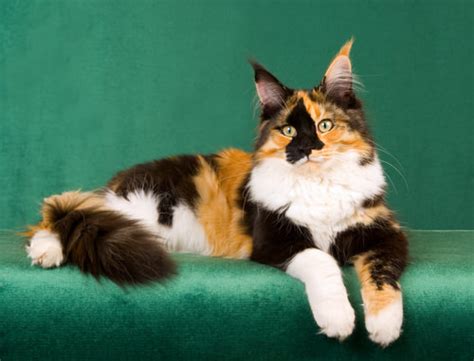 10 Reasons Why Calico Cats Are Awesome