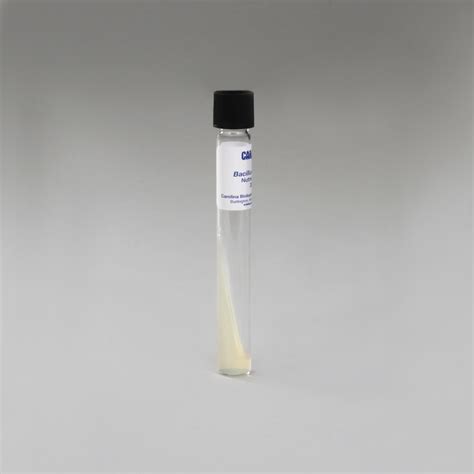 Bacillus Subtilis Living Tube Carolina Biological Supply