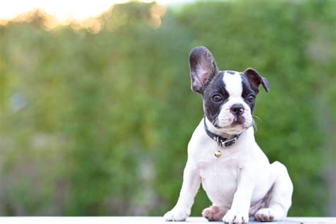 Where a bulldog or an english bulldog is larger in size, a french bulldog is the smallest in this breed. Frenchies are a talkative breed - French bulldogs might ...