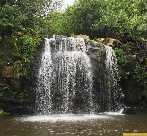 Kohala Coast Waterfall Adventure With Hawaii Forest And Trail Go Visit