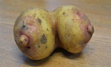 farmer discovers hilarious breast shaped potato while harvesting crop daily mail online