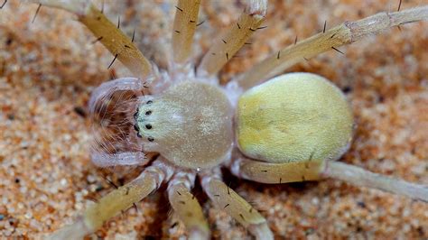 These Desert Spiders Put Sandcastle Builders To Shame Science Aaas