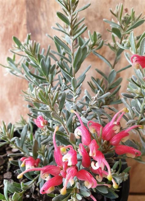 Sta Green Potting Mix Reviews - Is Sta-Green Potting Mix Safe For Vegetables